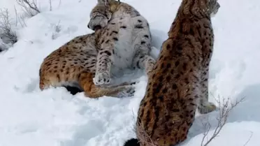 Erzincan'da Vaşak Ailesi Görüntülendi