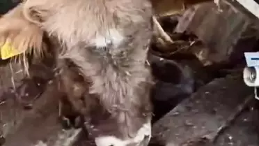 Kars'ta Ahırın Damı Çöktü