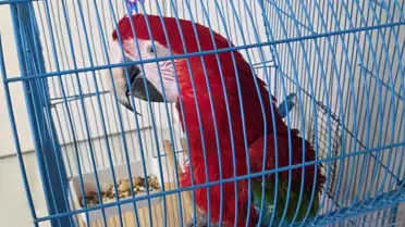 İpsala'da Kaçak 3 Macaw Papağanı Ele Geçirildi