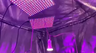 Buharkent'te Kenevir Operasyonu