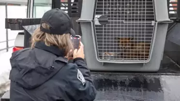 Kargo gemisine binen tilki 5 bin 500 kilometre uzakta ortaya çıktı