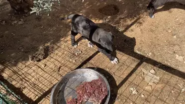 Antalya'da Köpek Kulağı Kesimi Skandalı