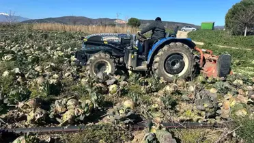 Pazarda 70 lira ama yüz binlercesi tarlada çürüdü! Üreticilerden çağrı var
