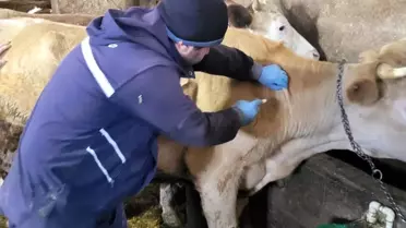 Bayburt'ta Büyükbaş Hayvan Aşılamaları Devam Ediyor
