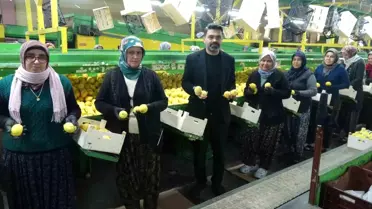 Mersin'de Kadın İstihdamı ile Limon Hasadı
