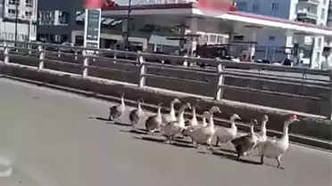 Sivas'ta Trafikte Kaz Geçidi