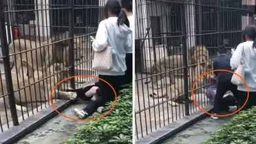 Çin'de dehşet anları: Aslan 10 yaşındaki kızın bacağını yakaladı