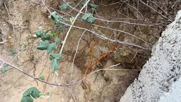 Kocaeli'de Bahçede İnsan Kafatası Bulundu