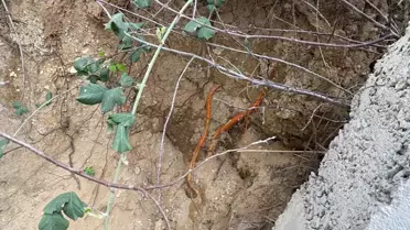 Fidan dikmek için bahçeye indi, toprağı eşeleyince dehşetle karşılaştı