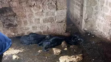 Tarsus'ta Yıldırım Düşmesi: 5 Hayvan Telef Oldu