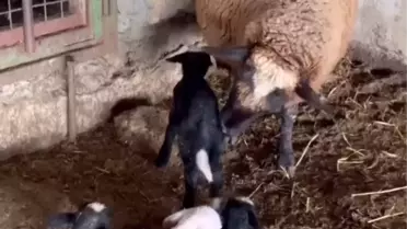 Enez'de Koyun 4 Kuzu Yavruladı