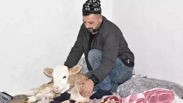 Tatvan'da Aile Buzağıyı Eve Aldı