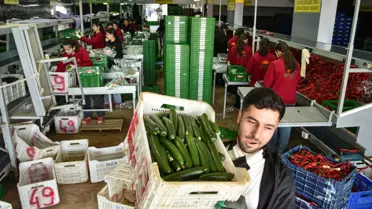 Türkiye, Rusya'nın Sebze İhtiyacını Karşılıyor