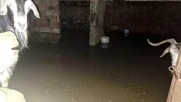 Bingöl'de Sel, 12 Keçi Kurtarıldı