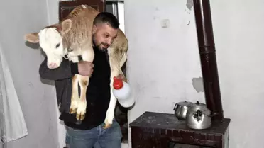 Hasta Buzağı Eve Alındı
