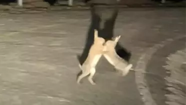 Gökçeada’da Tavşan Kavgası