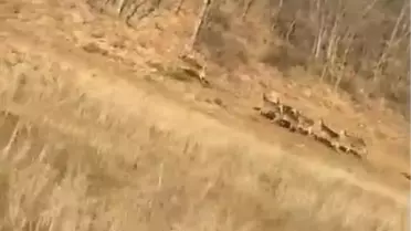 İnegöl'de Araç Sürücüleri Geyiklerle Karşılaştı