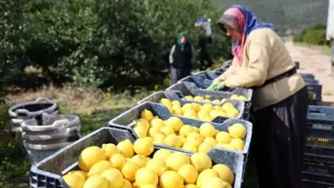 Limon Fiyatları Yüzde 410 Artış Gösterdi