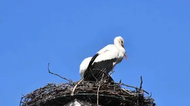 Yuva yapacak alan bulamayan leylekler yeniden İznik'te