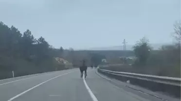 Beykoz'da Trafik Tehlikesi: Başıboş 6 At