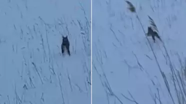 Görüntü Türkiye'den! Köylüler şaştı kaldı: Koskoca aslan yav