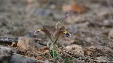 Yahyalı'da Nevruz Çiçekleri Açtı