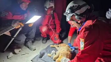 Kuruyan betonda mahsur kalan 'Paris', 7 saat sonra özgürlüğüne kavuştu