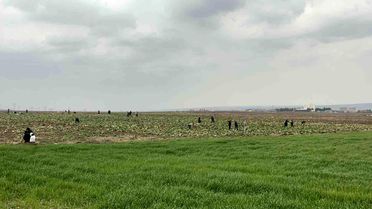 Batman'da Lahana Dağıtımı Yoğun İlgi Gördü