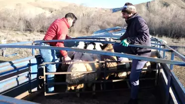 Besiciler Baharla Dağlara Çıktı