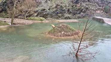 Kahramanmaraş'ta Mahsur Köpek Kurtarıldı