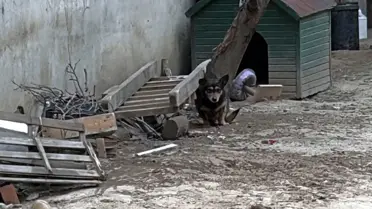 Pitbull Saldırısı: 95 Bin Lira Ceza