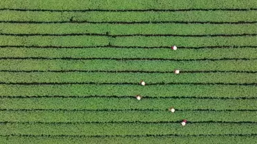 Longjing Çayı Hasadı Başladı