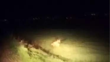 Besni'de Çizgili Sırtlan Görüntülendi