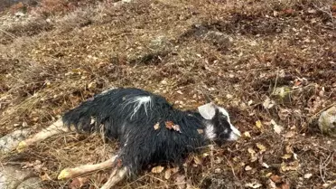 Kurtlar Tunceli'de 5 Hayvanı Telef Etti