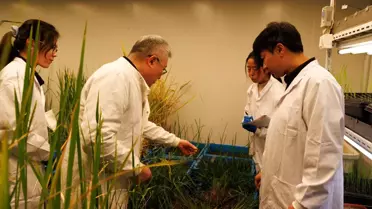 Çin'den Çok Yıllık Çeltik Gelişimi