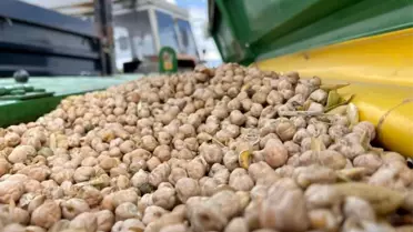 Bayburt'ta Nohut Tohumu Desteği