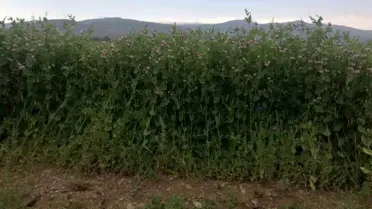 Bayburt'ta Bezelye Tohumu Desteği