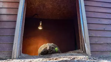 Kaplumbağa 'Sabi'ye Arkadaş Aranıyor