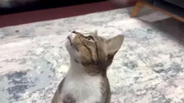 Dört yıldır kusan kedinin midesinden buzdolabı vakumu çıktı