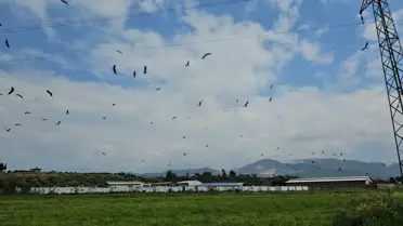 Leylekler Hatay'da Görsel Şölen Yarattı