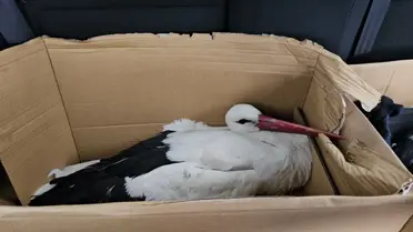 Hatay'da Leylekler Avlandı