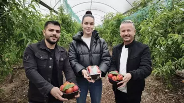 Mersin'de Nektarin Hasadı Başladı