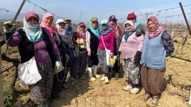 Alaşehir'de Üzüm Bağları Yeniden Canlanıyor