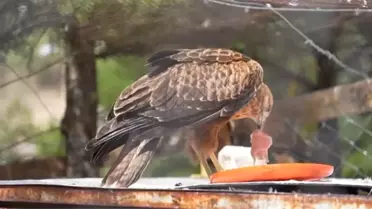 Yaralı Yaban Hayvanları Doğaya Kazandırılıyor