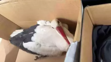 Hatay'da Yaralı Leylekler Tedavi Altında