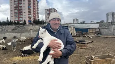 Kayseri'de Yabani Hayvan Saldırısı: 11 Keçi Öldü