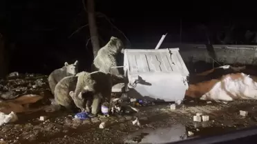 Uludağ'da Ayılar Yiyecek Ararken Görüntülendi