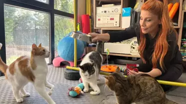 Felçli Kediler İçin Umut: Tedavi ve Sahiplendirme Süreci