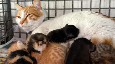 Gebe Köpek Kurtarılamadı, Yavruları Anne Kedi Sahiplendi