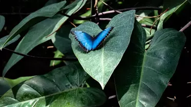 Konya'da Kelebek Bahçesi Ziyaretçileri Ağırlıyor